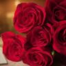 rose day